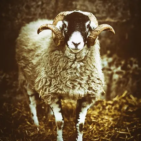 Widewath Barn Σπίτι διακοπών Penrith